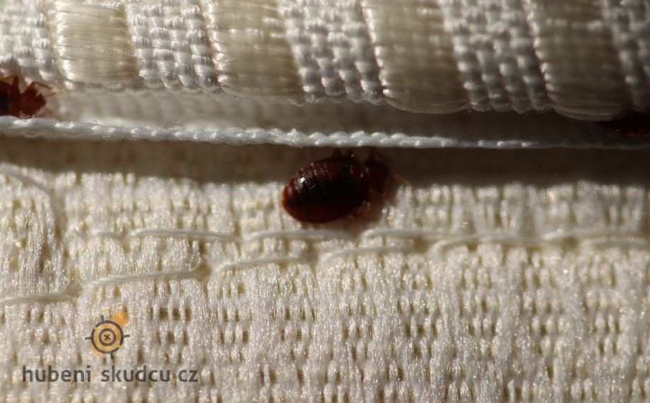 štěnice v záhybu matrace